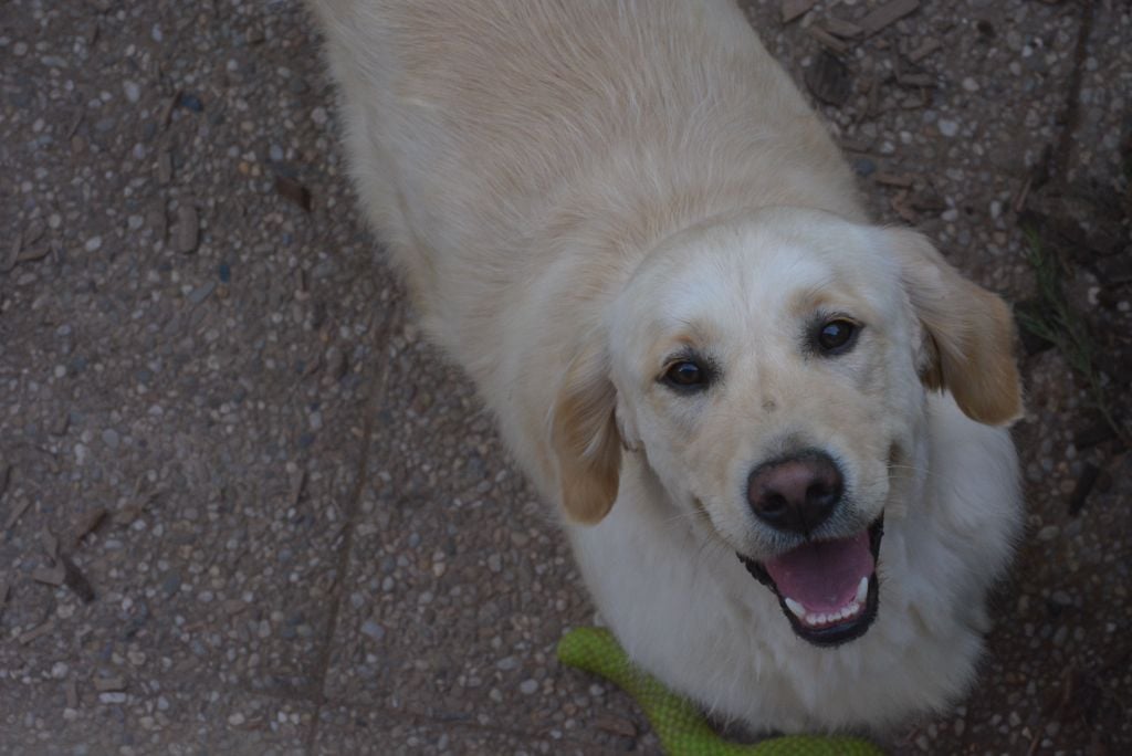 Sanka canin des mirabelles