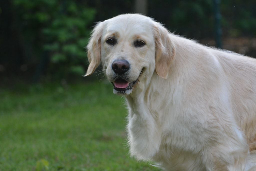 Sanka canin des mirabelles