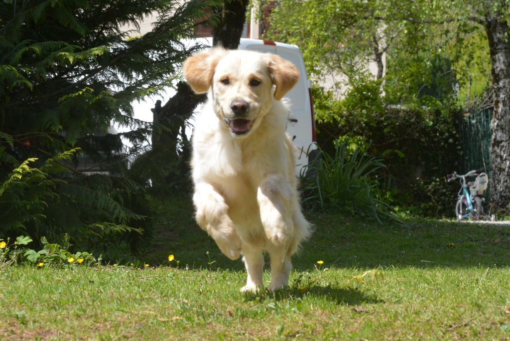 Sanka canin des mirabelles