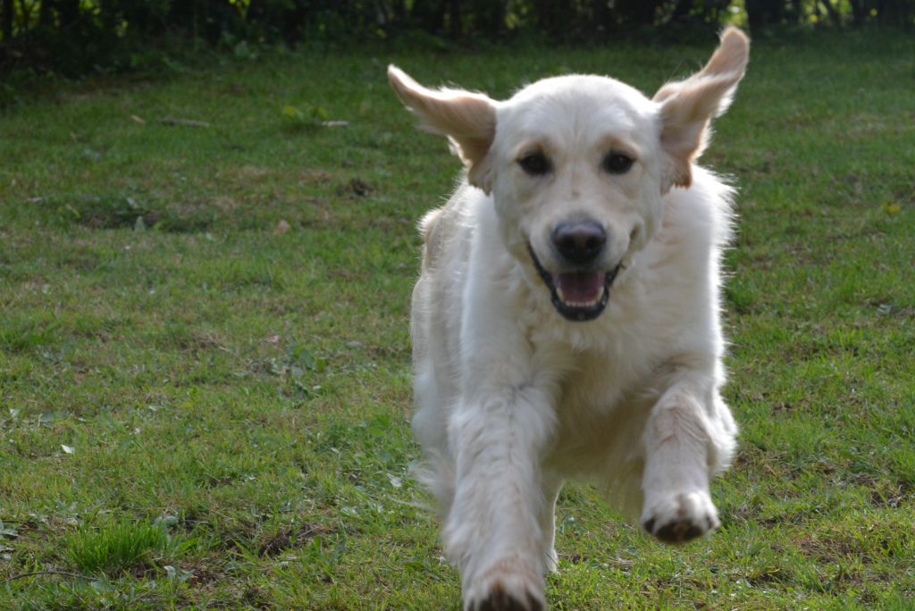 Sanka canin des mirabelles