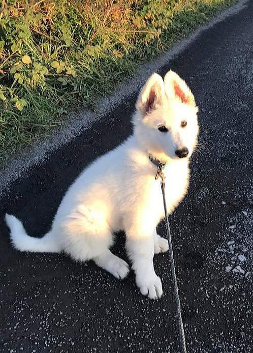 Riley Des Anges Du Glacier Blanc