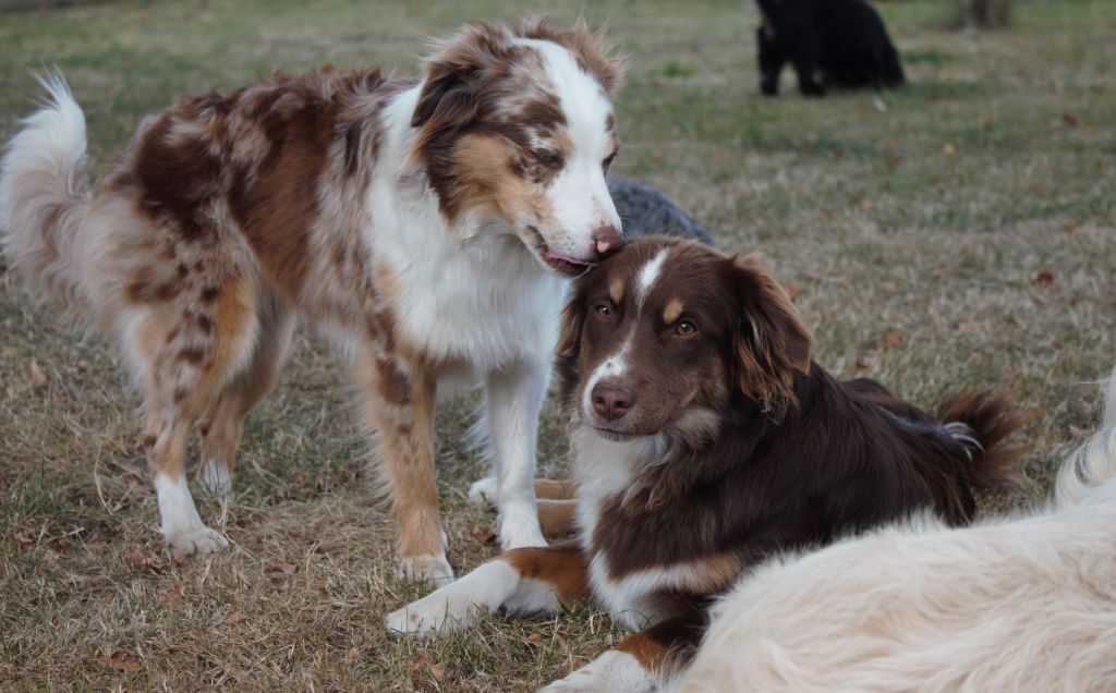 Accueil Elevage Larche De Lou Eleveur De Chiens Mini