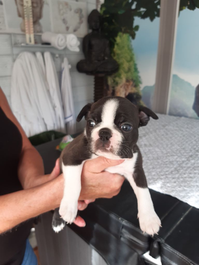 Chiot Boston Terrier, Rita, femelle disponible en Pays de la Loire 