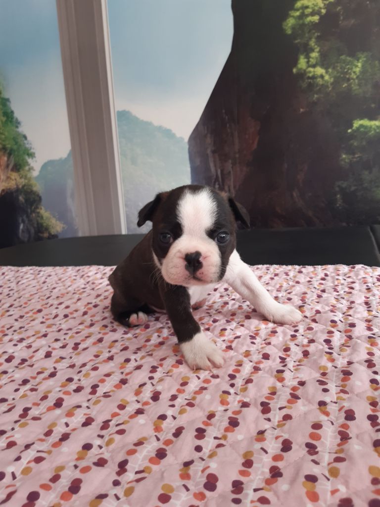 Chiot Boston Terrier, RIO, mâle disponible en Pays de la Loire, 44 