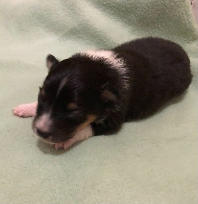 Shetland Sheepdog - des Moulins de mon Coeur