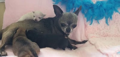 Chihuahua - De La Foret Aux Tresors