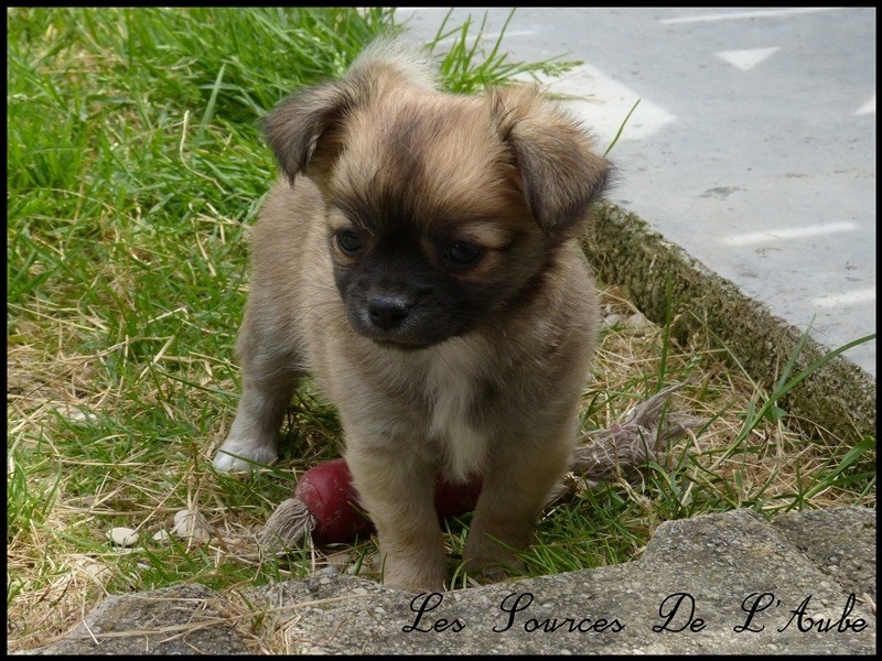 Mademoiselle millie des Sources de l'Aube