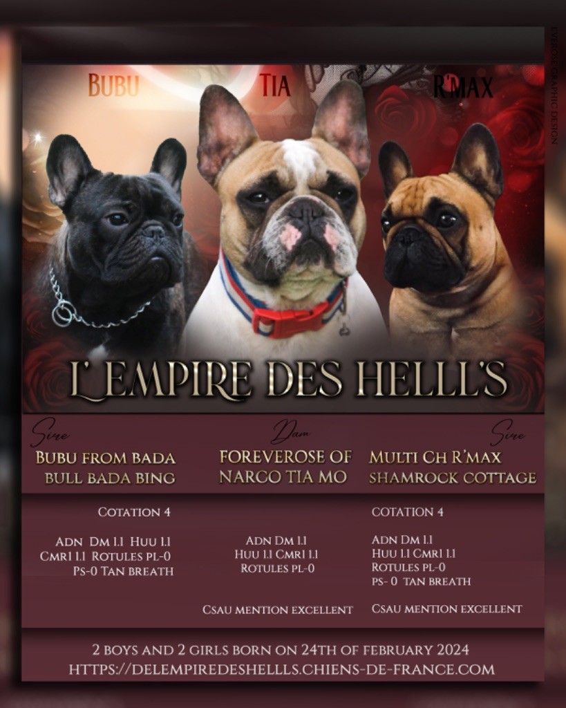 Tous nos chiots vendre de race Bouledogue fran ais en France