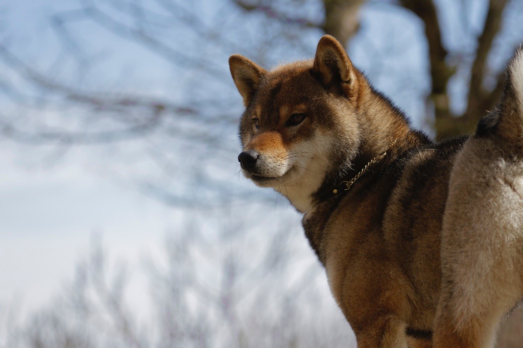 Sasayaki no kogarashi Kitsune No Tani Kensha