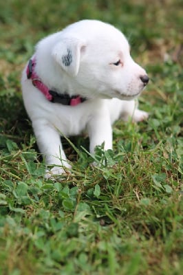 Parson Russell Terrier - Du Domaine Des Palleteaux