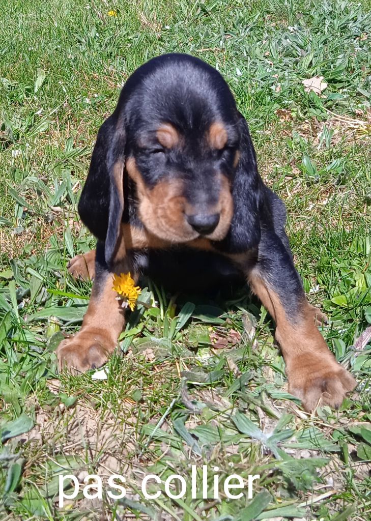 Chiot Bruno du Jura type Bruno, mâle disponible en Auvergne-Rhone-Alpes