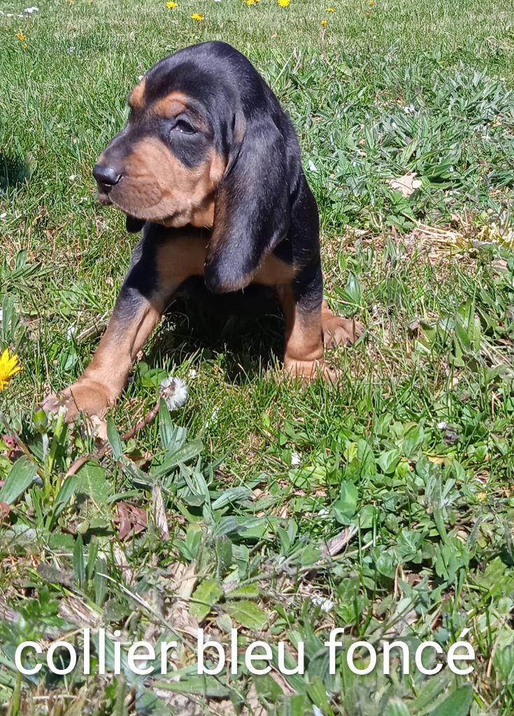 Chiot Bruno du Jura type Bruno, mâle disponible en Auvergne-Rhone-Alpes