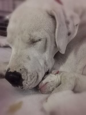 Dogo Argentino - De Los Terrenos Del Castillo