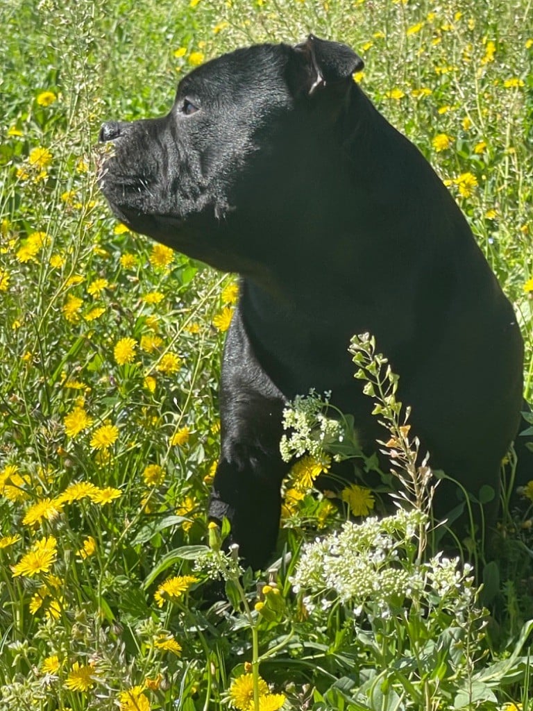 Small biggie Des Anges De La Vallee Des Baux