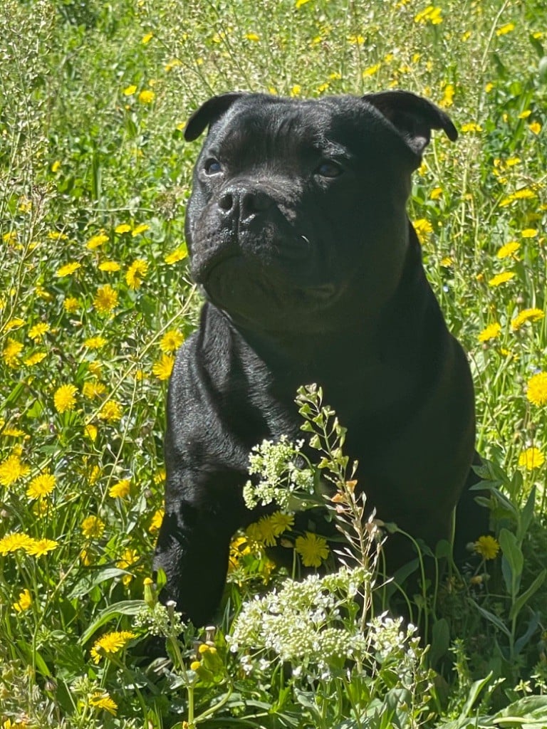 Small biggie Des Anges De La Vallee Des Baux