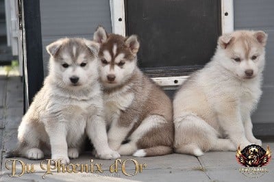 Siberian Husky - Du Phoenix D\'Or