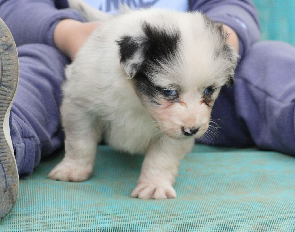 Chiot Berger Australien Vent De Succ S Gamma Des Bergers De La Lune Bleue