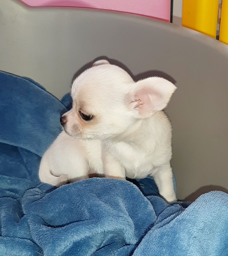 Chiot Chihuahua, Rainbow, mÃ¢le disponible en Grand Est, 88 - Vosges