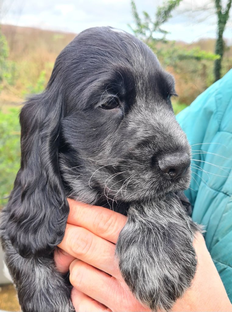 Tous nos chiots vendre de race Cocker Spaniel Anglais en France