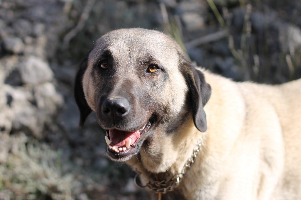 Dergerli The Legend Of Kangal