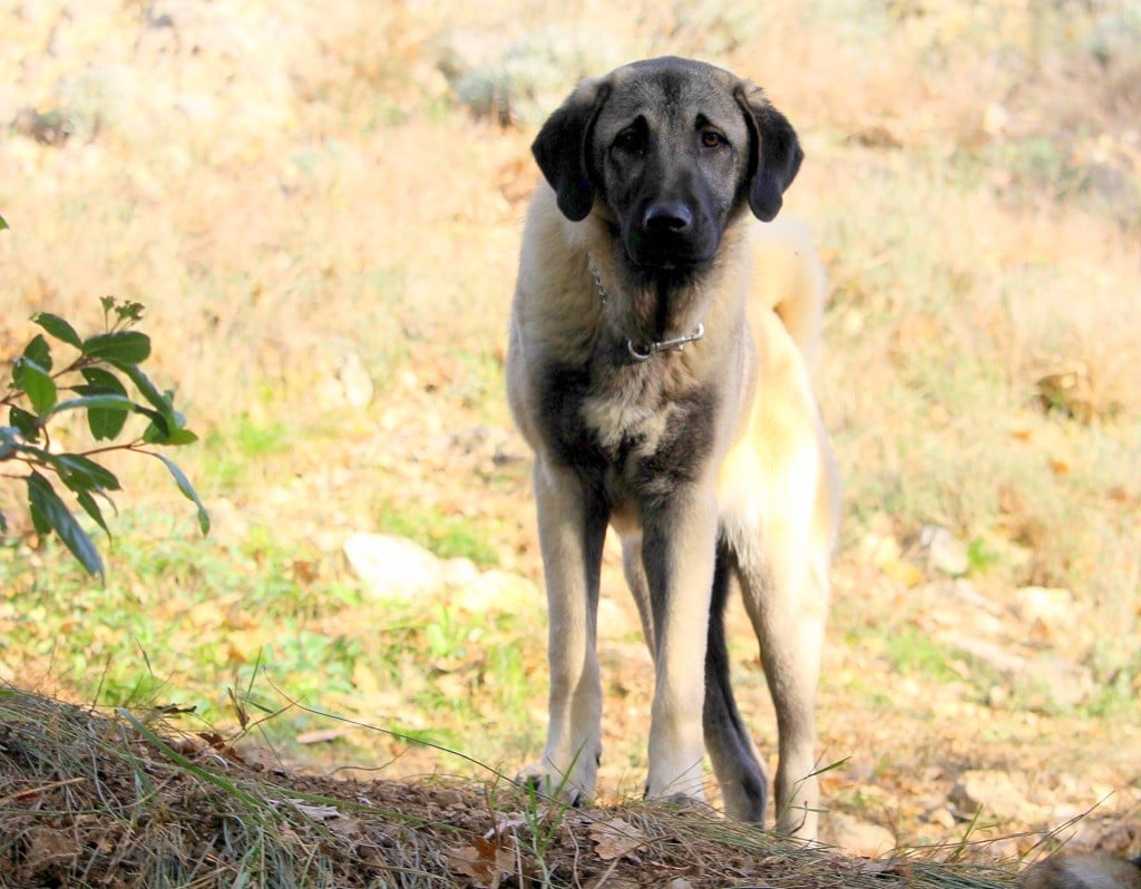 Dergerli The Legend Of Kangal