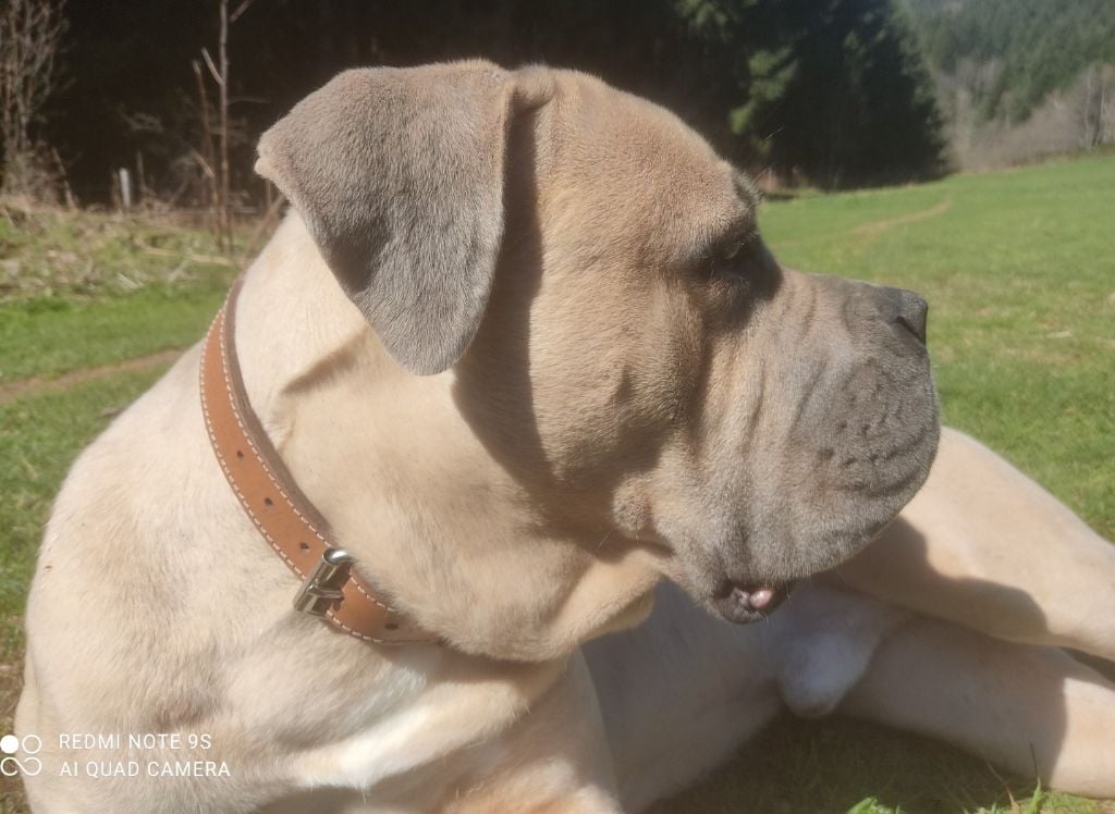 Simba De L'Ecrin De Briérat