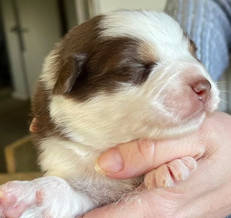 Chiot Berger Australien Femelle Rouge Tri Elevage Du Domaine De