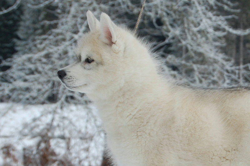 Espoir de vie dit toumaï Of cold winter nights