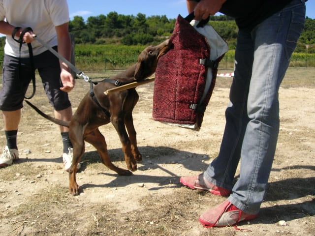 E-quacha qwico Von Bolcanstern