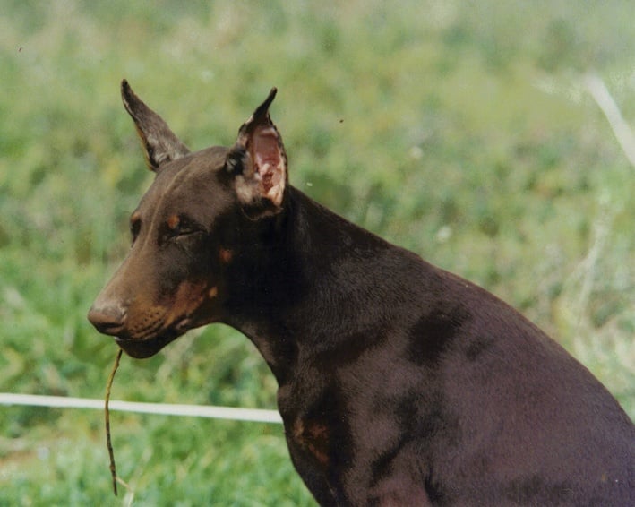 Naachen nwiphya Von Bolcanstern