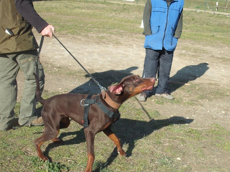 E-quacha qwico Von Bolcanstern