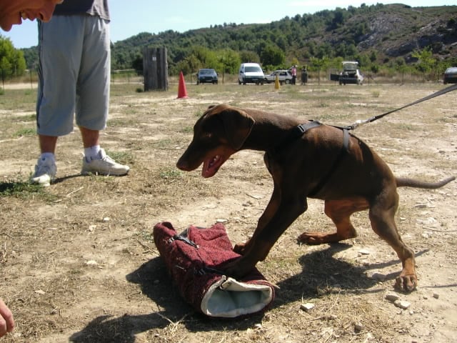 E-quacha qwico Von Bolcanstern