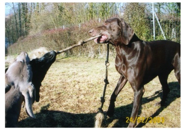 N'bo De chantourel