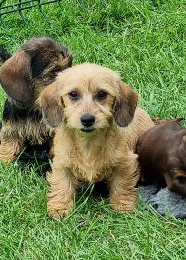 Chiot Teckel poil dur - Naine poil dur fauve ( blond ) Du logis de