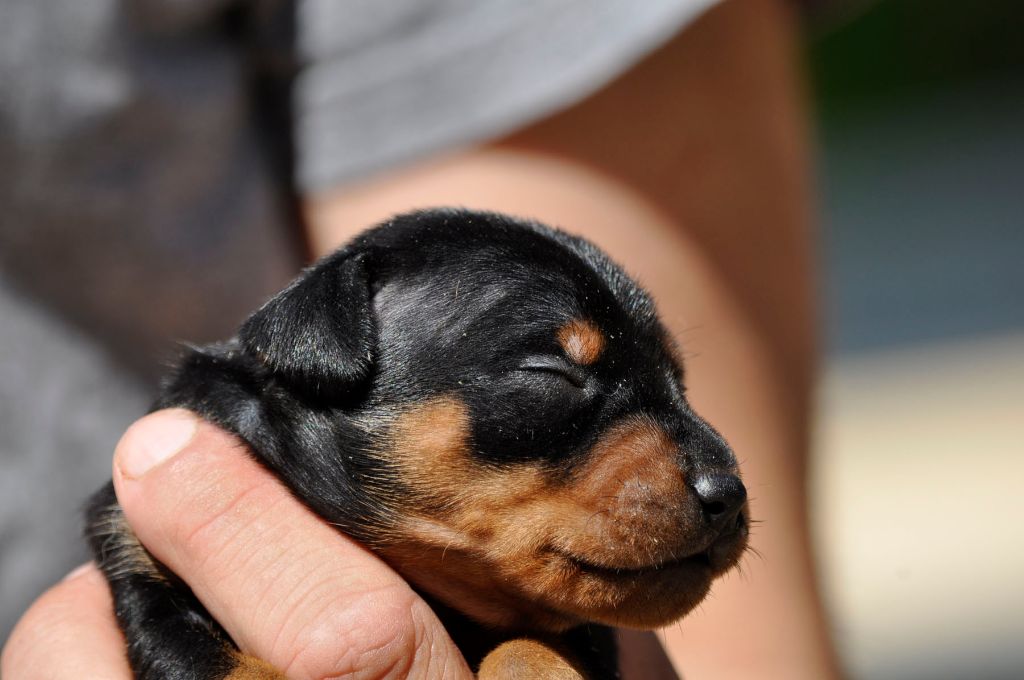 Chiot Pinscher nain, mâle disponible en Ile De France, 78 