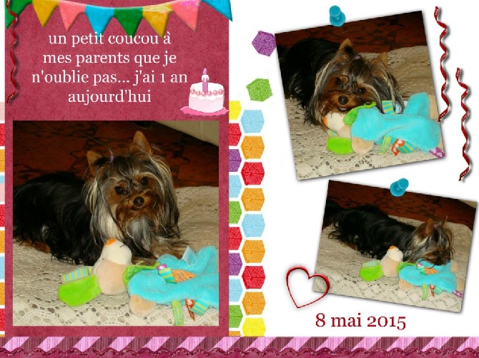 Accueil Elevage Du Puits Des Sortileges Eleveur De Chiens Yorkshire Terrier