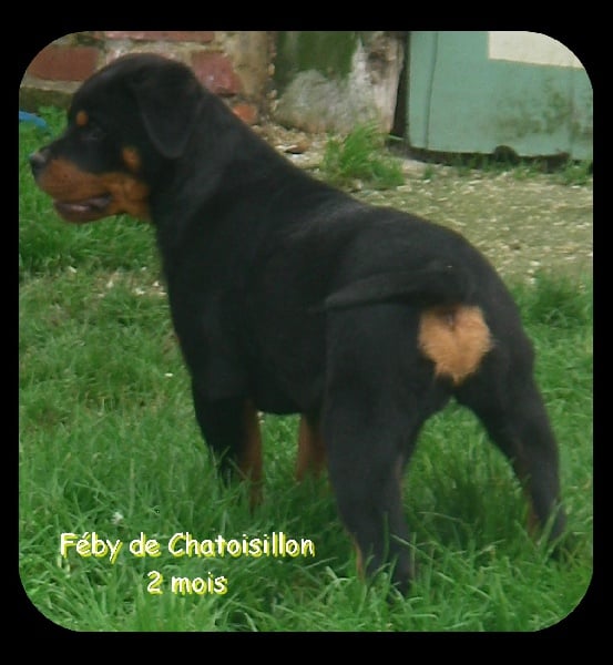 Féby De chatoisillon