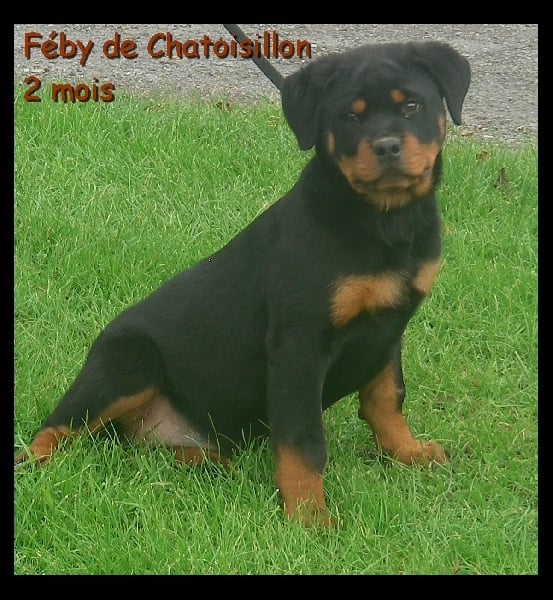 Féby De chatoisillon