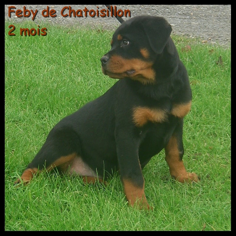 Féby De chatoisillon