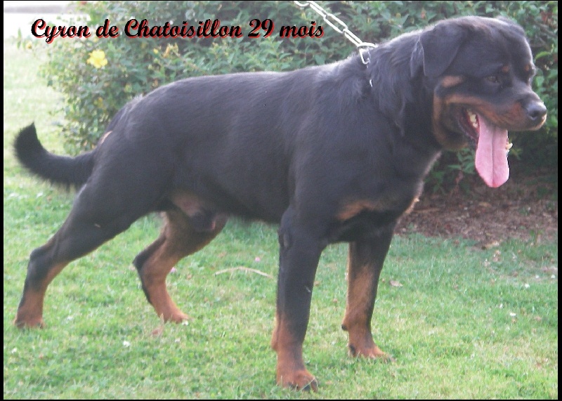 Cyron De chatoisillon