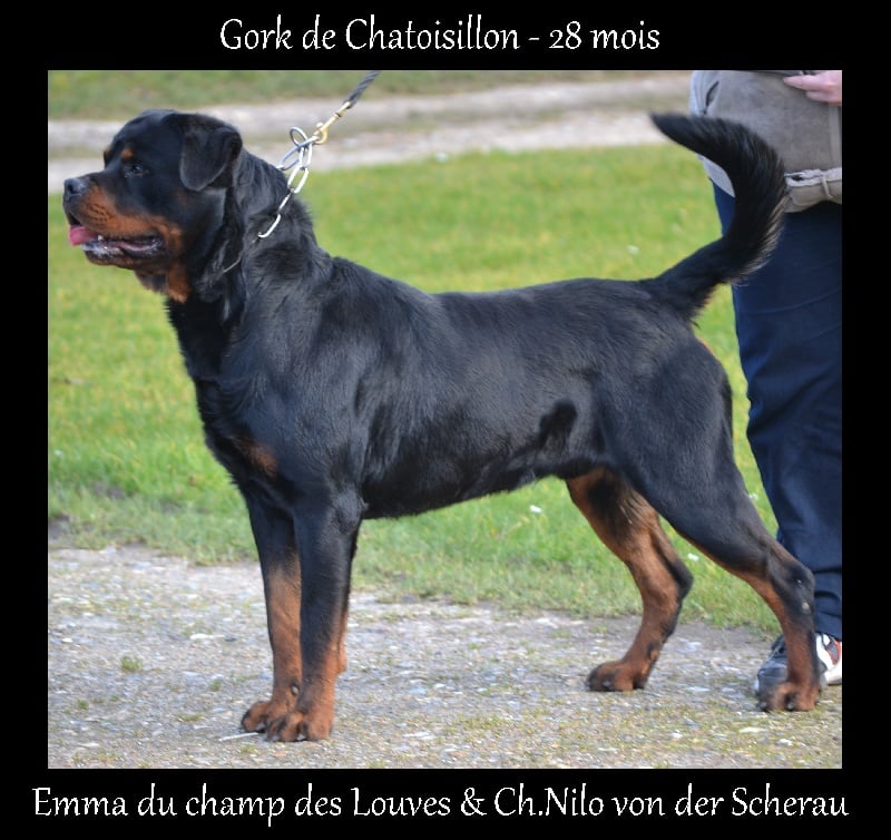 Gork De chatoisillon