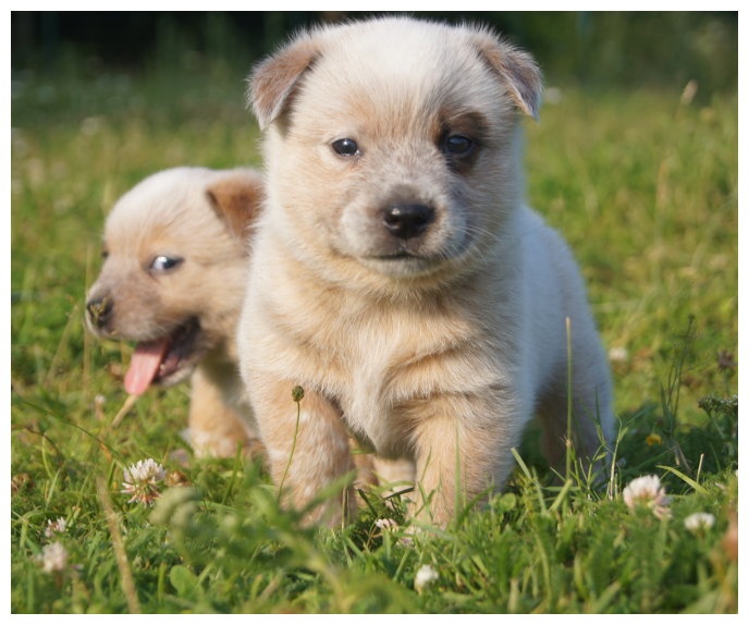 Chiot Elevage Of Outback Australia Eleveur De Chiens Bouvier Australien