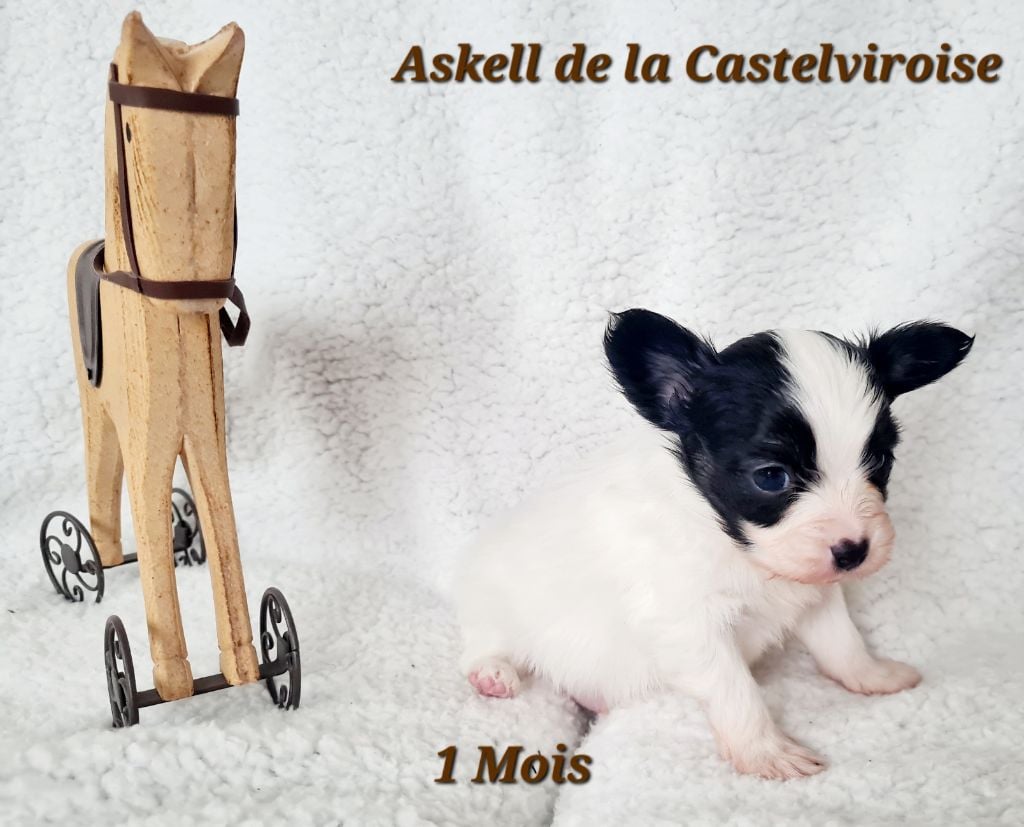 Askell De la castelviroise