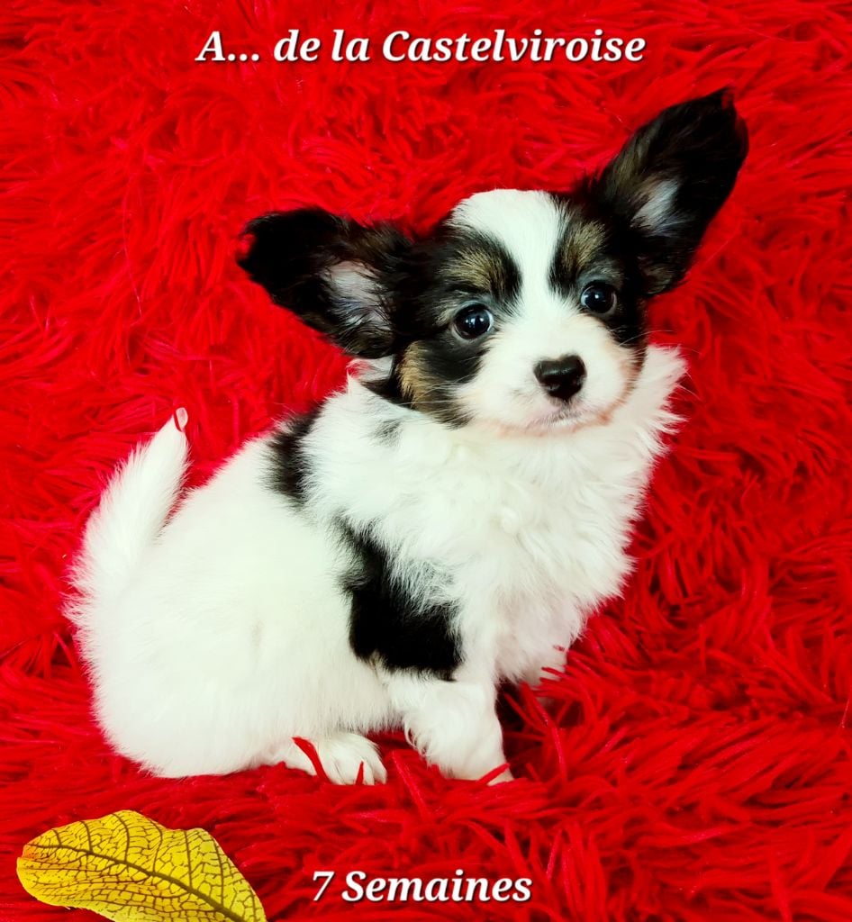 Azzaro De la castelviroise