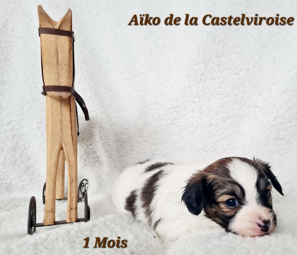 Aïko De la castelviroise