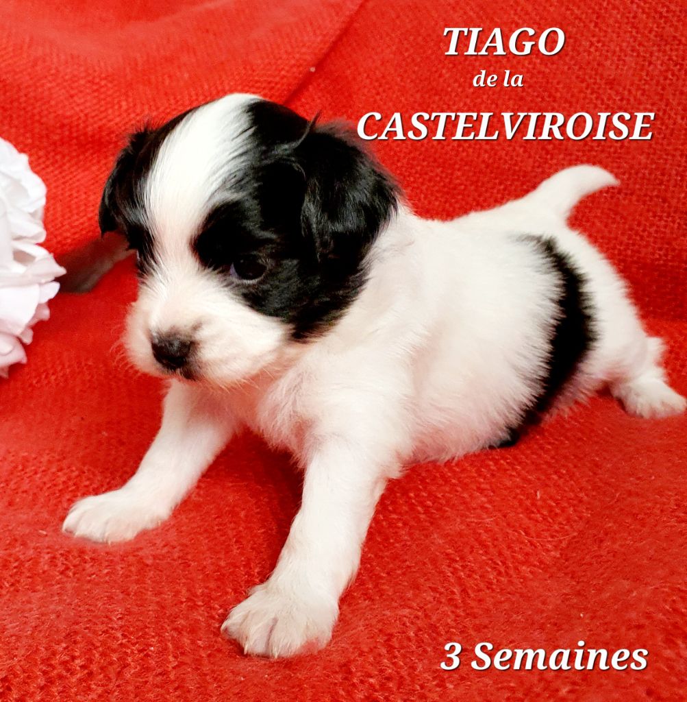 Tiago De la castelviroise