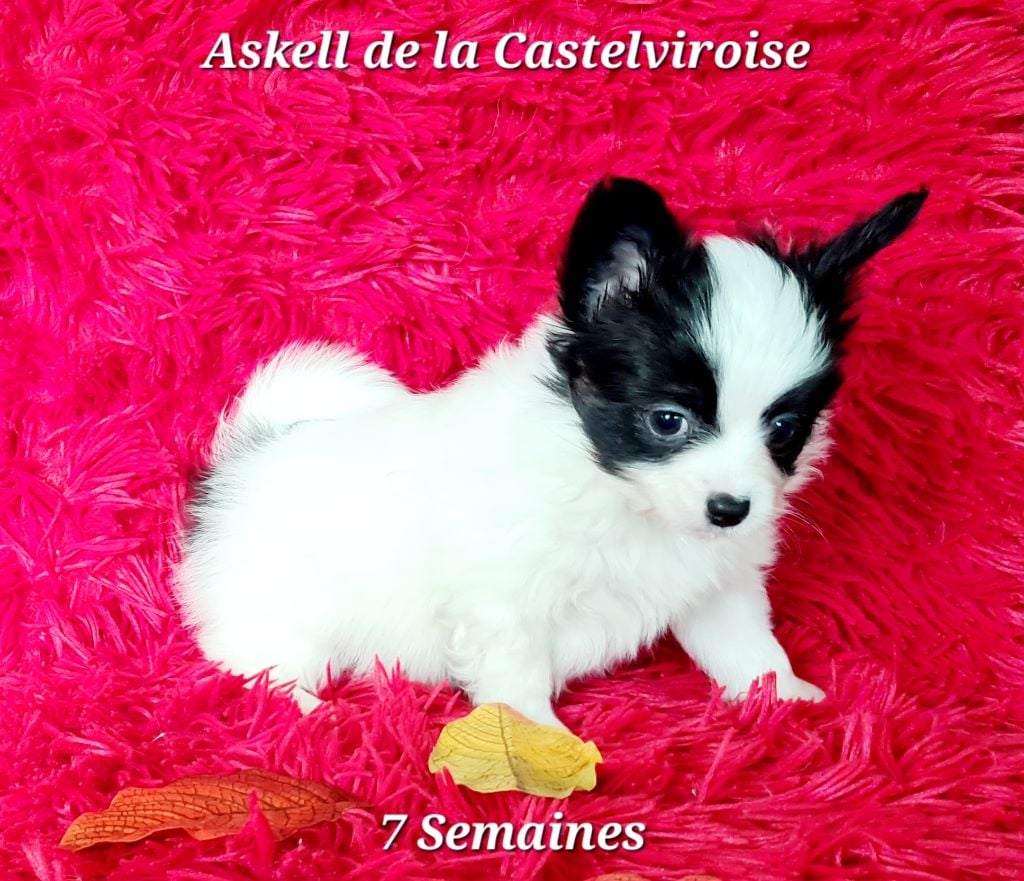 Askell De la castelviroise