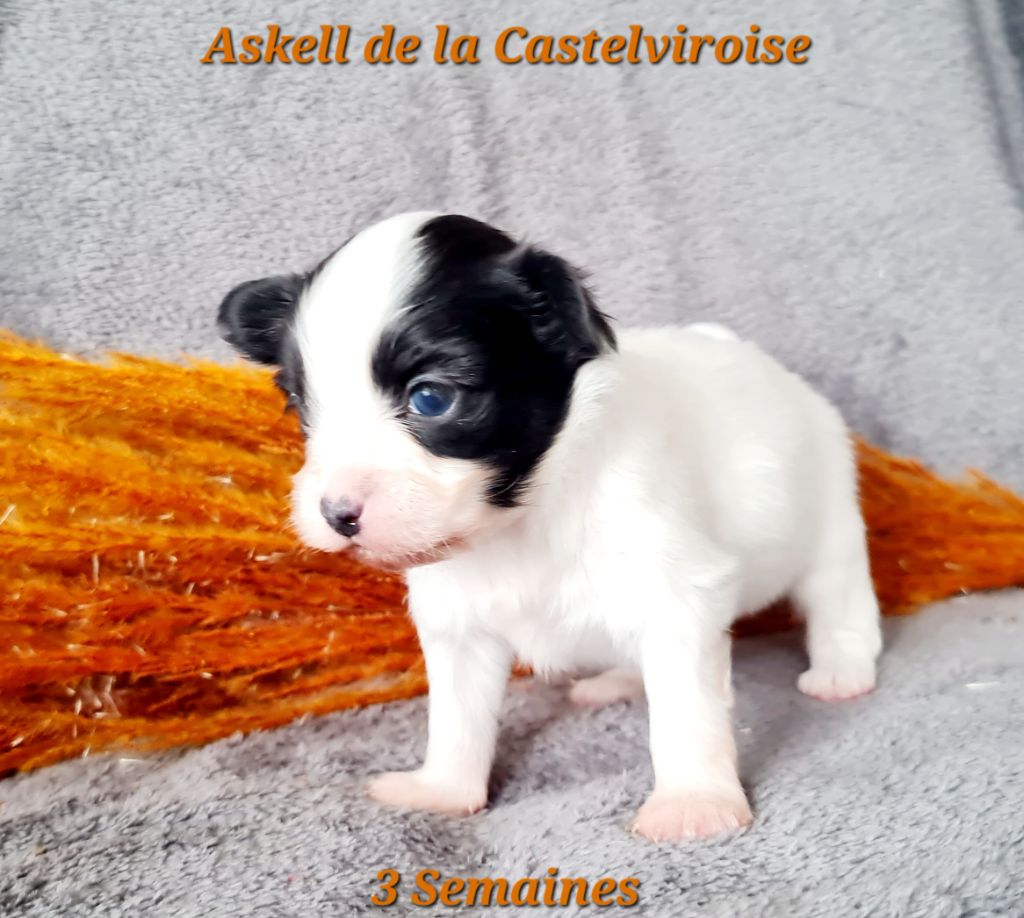 Askell De la castelviroise