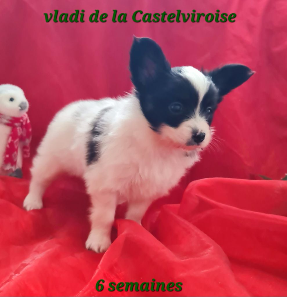 Vladi De la castelviroise