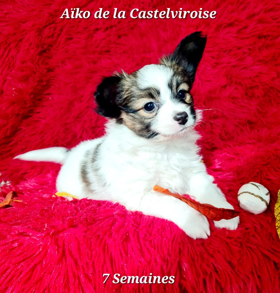 Aïko De la castelviroise